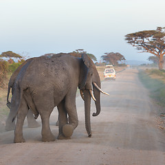 Image showing Family of elephants on dirt roadi in Amboseli