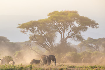 Image showing Elephants in front of Kilimanjaro, Amboseli, Kenya