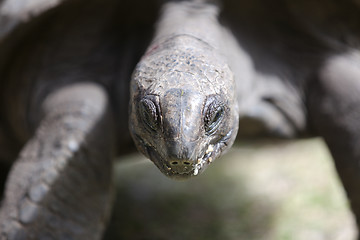 Image showing Closeup of a giant tortoise at Curieuse island, Seychelles