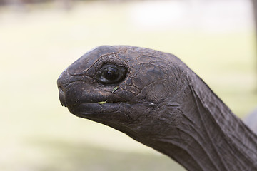 Image showing Closeup of a giant tortoise at Curieuse island, Seychelles