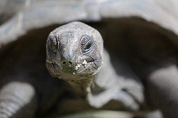 Image showing Closeup of a giant tortoise at Curieuse island, Seychelles