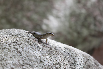 Image showing Lizard sunbathing at a rock