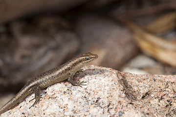 Image showing Lizard sunbathing at a rock