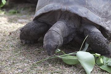 Image showing Giant tortoise at Curieuse island eating green leaves