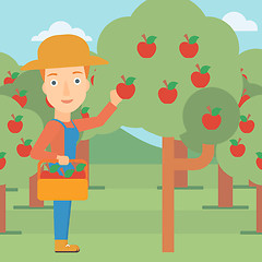 Image showing Farmer collecting apples.