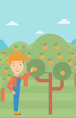 Image showing Farmer collecting oranges.