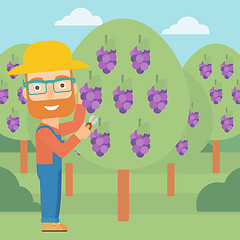 Image showing Farmer collecting grapes.