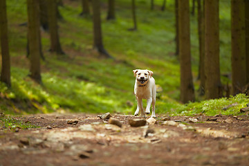 Image showing Dog in forest