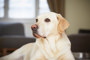 Image showing Dog at home