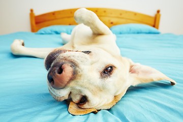 Image showing Dog is lying on the bed 