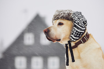 Image showing Dog with cap in winter 