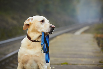 Image showing Dog on the railway platform