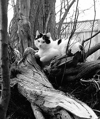 Image showing cat black and white