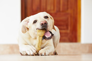 Image showing Dog with bone