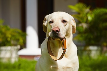 Image showing Dog collar 