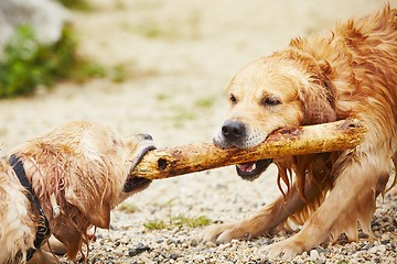 Image showing Two dogs with stick