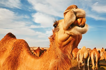 Image showing Herd of camels