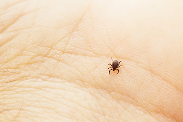 Image showing Tick