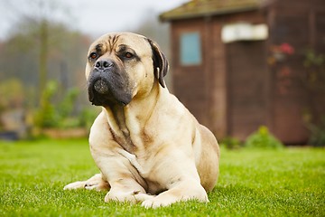 Image showing Dog in the garden