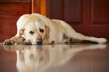 Image showing Dog at home