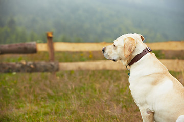 Image showing Dog in nature