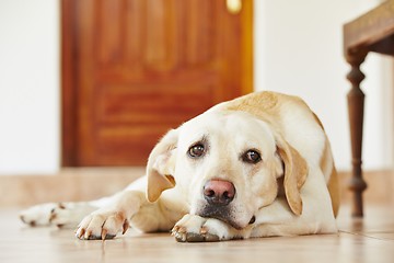 Image showing Dog at home