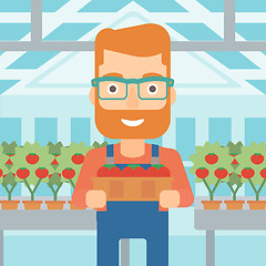 Image showing Farmer collecting tomatos.