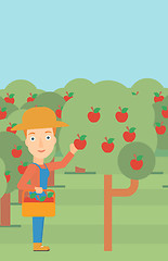 Image showing Farmer collecting apples.