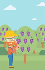 Image showing Farmer collecting grapes.