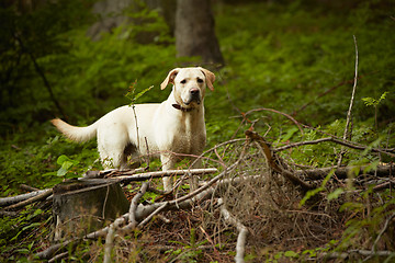 Image showing Dog in forest