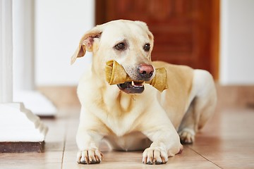 Image showing Dog with bone