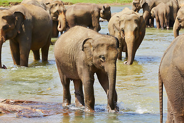 Image showing Elephants