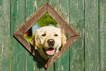 Image showing Curious dog