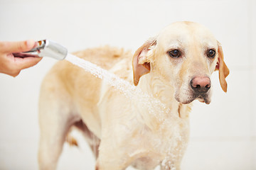 Image showing Dog in bathroom