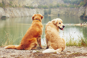 Image showing Two golden retriever dogs