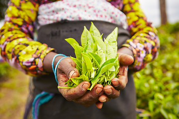 Image showing Tea plantation