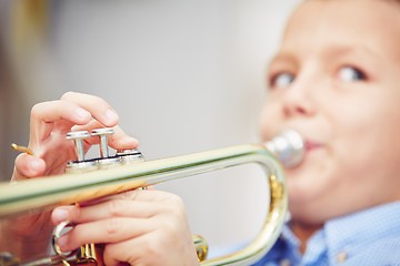 Image showing Little trumpeter