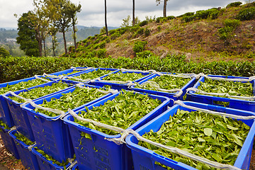 Image showing Leaves of tea in boxes