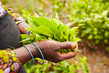 Image showing Tea plantation