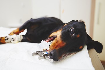 Image showing Ill dog in the veterinary clinic