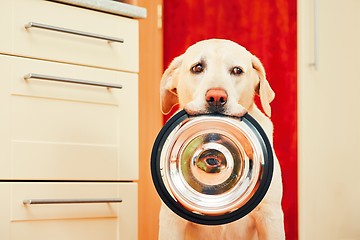 Image showing Dog is waiting for feeding.