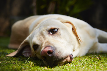 Image showing Tired dog