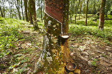 Image showing Rubber tree