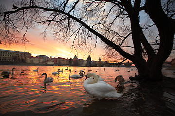 Image showing Swans in the city