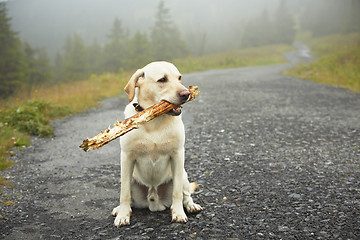 Image showing Dog with stick