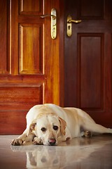 Image showing Dog at home