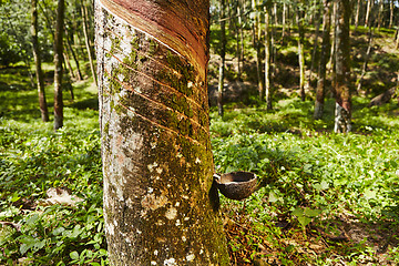 Image showing Rubber tree