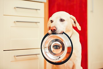 Image showing Dog is waiting for feeding.