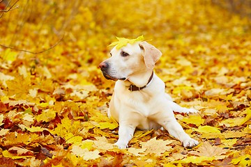 Image showing Dog in autumn