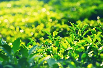 Image showing Leaves of tea